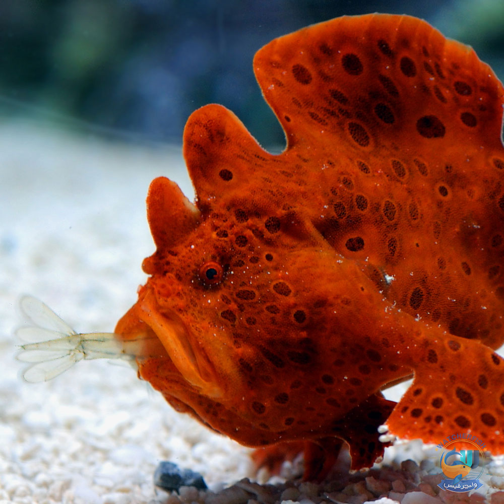 ماهی انگلر قرمر و نارنجی Red or Orange Anglerfish