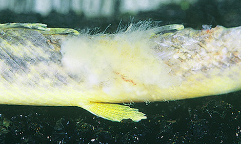 درمان بیماری قارچ خارجی ماهی ها