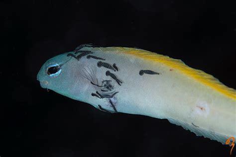 انگل خارجی ماهی
