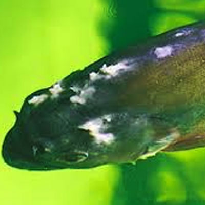 بیماری زنگ ماهی Glossatella