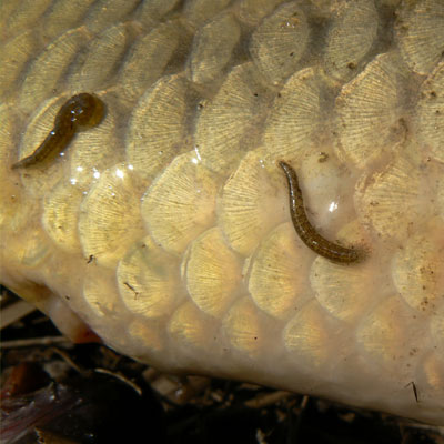 بیماری زالوی ماهی fish leeches, Hirudinea, Piscicola geometra