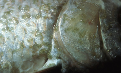 انگل ماهی آرگولوس