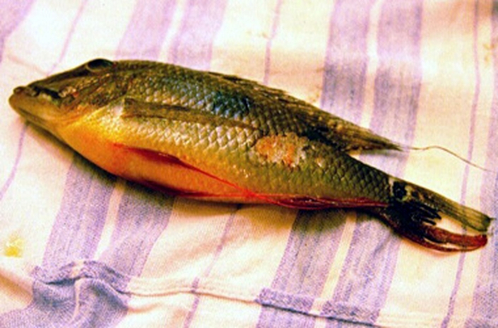 بیماری سل ماهی