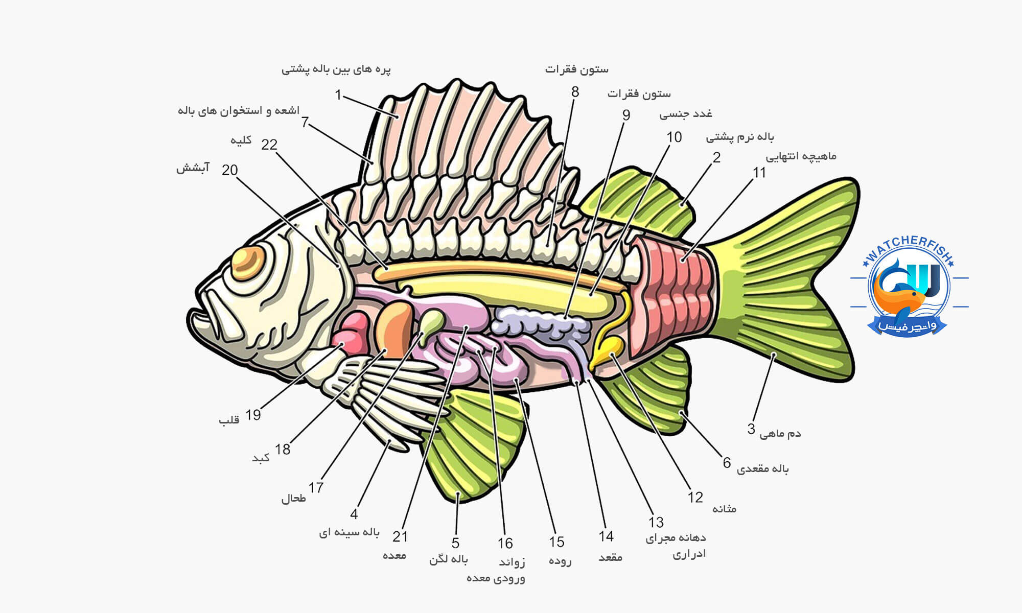 آناتومی بدن ماهی