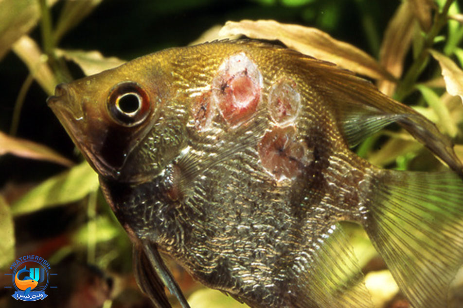 انواع بیماری های ماهی های آکواریومی
