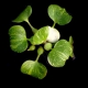 گیاه ایکهورنیا