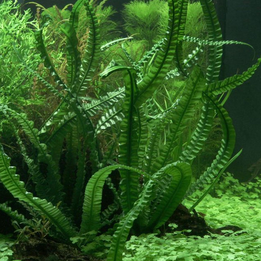 crinum aquarium plant