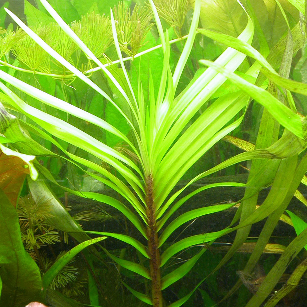 گیاه ایکهورنیا آزوری