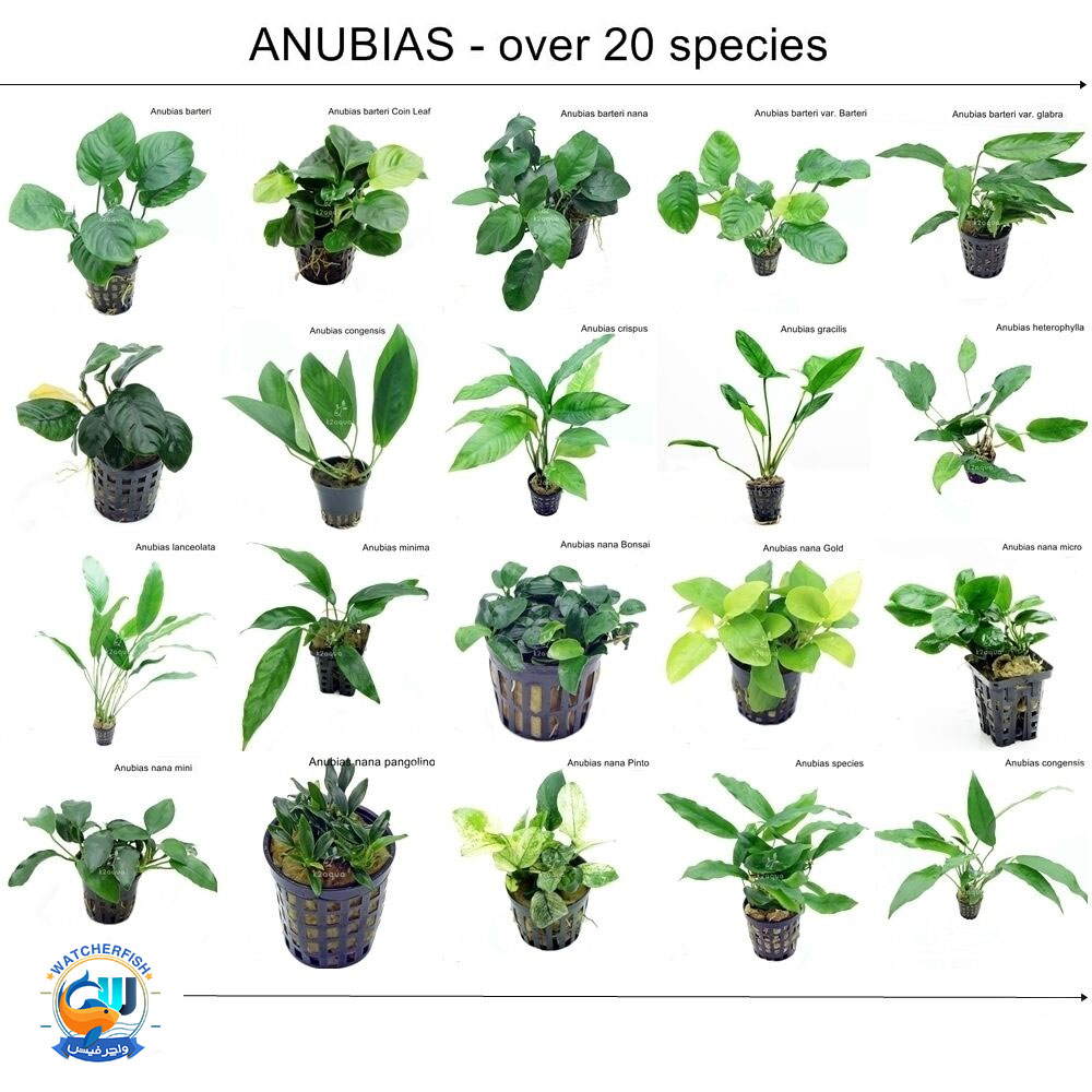 انواع گیاه آنوبیاس