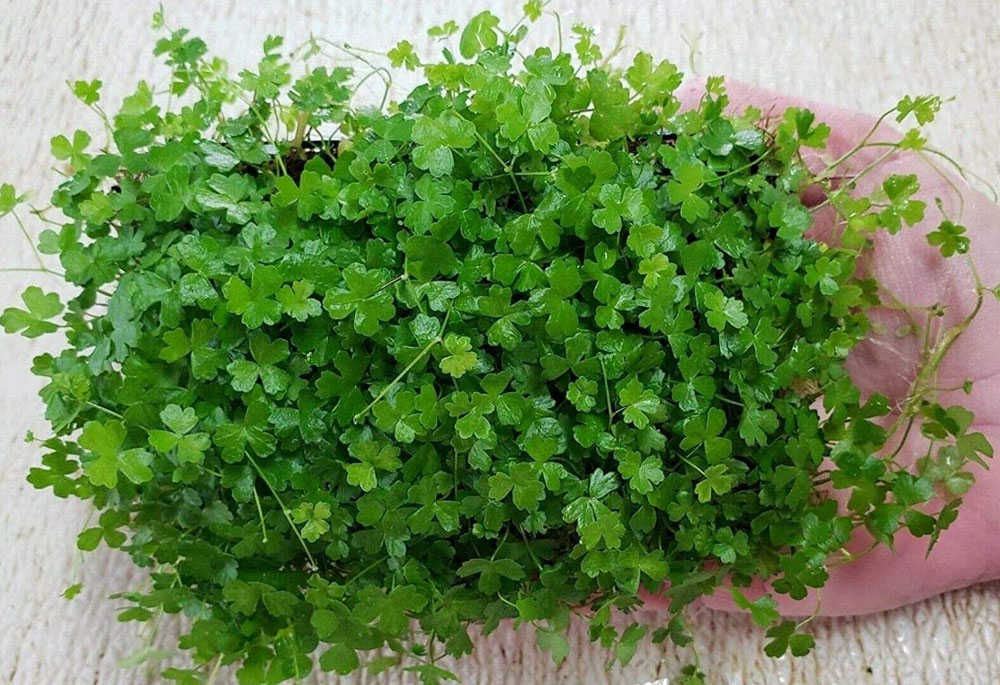 گیاه هیدروکوتیل ژاپنی