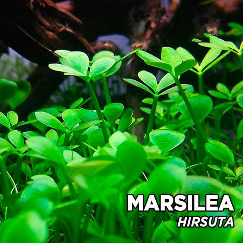 گیاه مارسیلا هیروستا